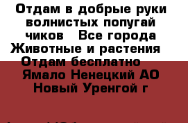 Отдам в добрые руки волнистых попугай.чиков - Все города Животные и растения » Отдам бесплатно   . Ямало-Ненецкий АО,Новый Уренгой г.